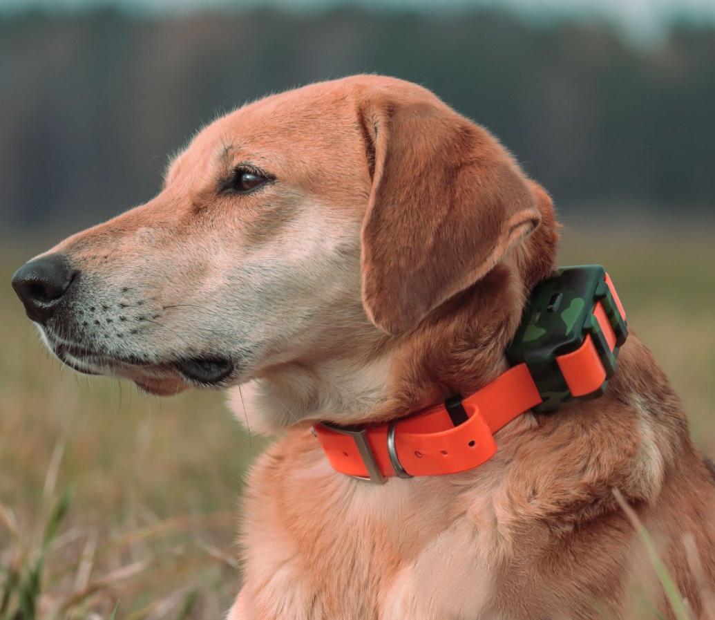 Outdoor Hunting Dog Collar - Водонепроницаемый GPS-трекер IP68 для охотничьих собак,