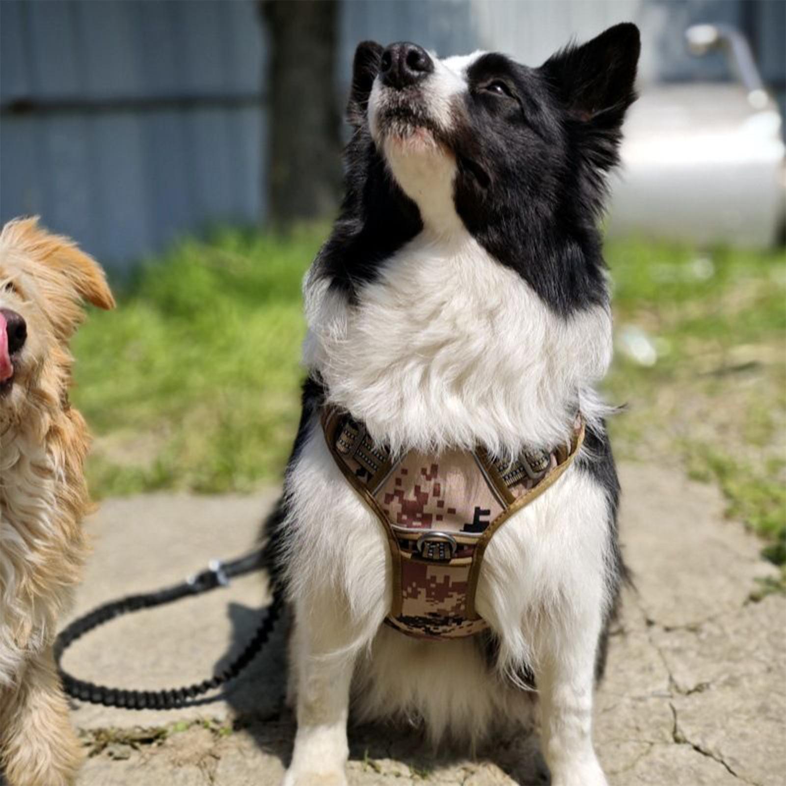 Outdoor Hunting Dog Collar - Шлейка для собак с металлической пряжкой,