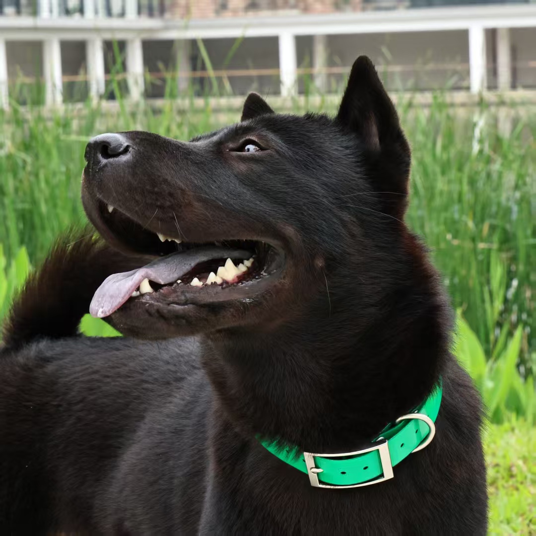 Ошейник для собак из ТПУ ширин – обзор и цена Outdoor Hunting Dog Collar